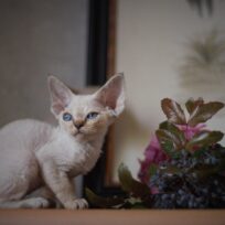 Point Devon Rex boy