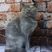 Adult blue cream Devon hybrid female available