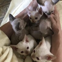 Two new letters, Litter 9-26-25 &amp; 10-13-25