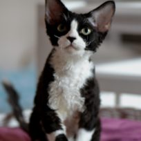Male Quentin
