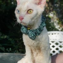 Odd eyed Male Devon Rex