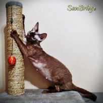 Chocolate Female Devon Rex