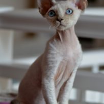Male Tabasco