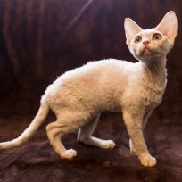 Two kittens searching for a new home.