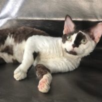 Devon Rex Male