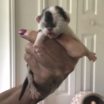 Black/white kittens