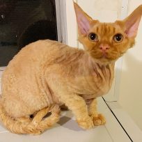 Ready to Go Devon Rex Male Kitten