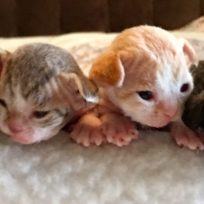 chocolate devon rex kittens available