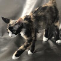 Tortoiseshell Female