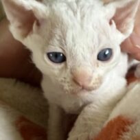 Arianna had a litter of  two girls, &amp; two boys and one white boy is available.