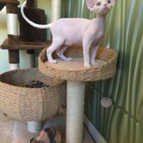 Male kitten available