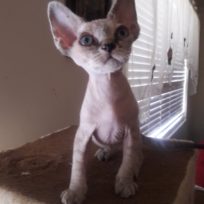 Devon rex male ready soon