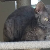 Indigo
