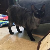 Black Female retired