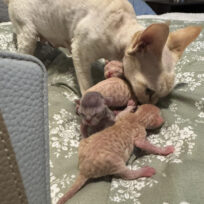 Dili's babies