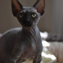 Male