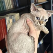 Devon Rex boys