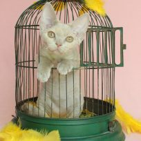Minnette and Junipurrr adult females looking for a home together
