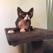 female kitten available