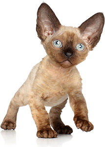 img-devon-rex