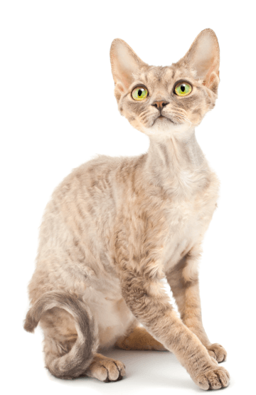 German rex cat sales price