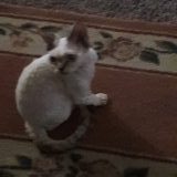 regiscats
