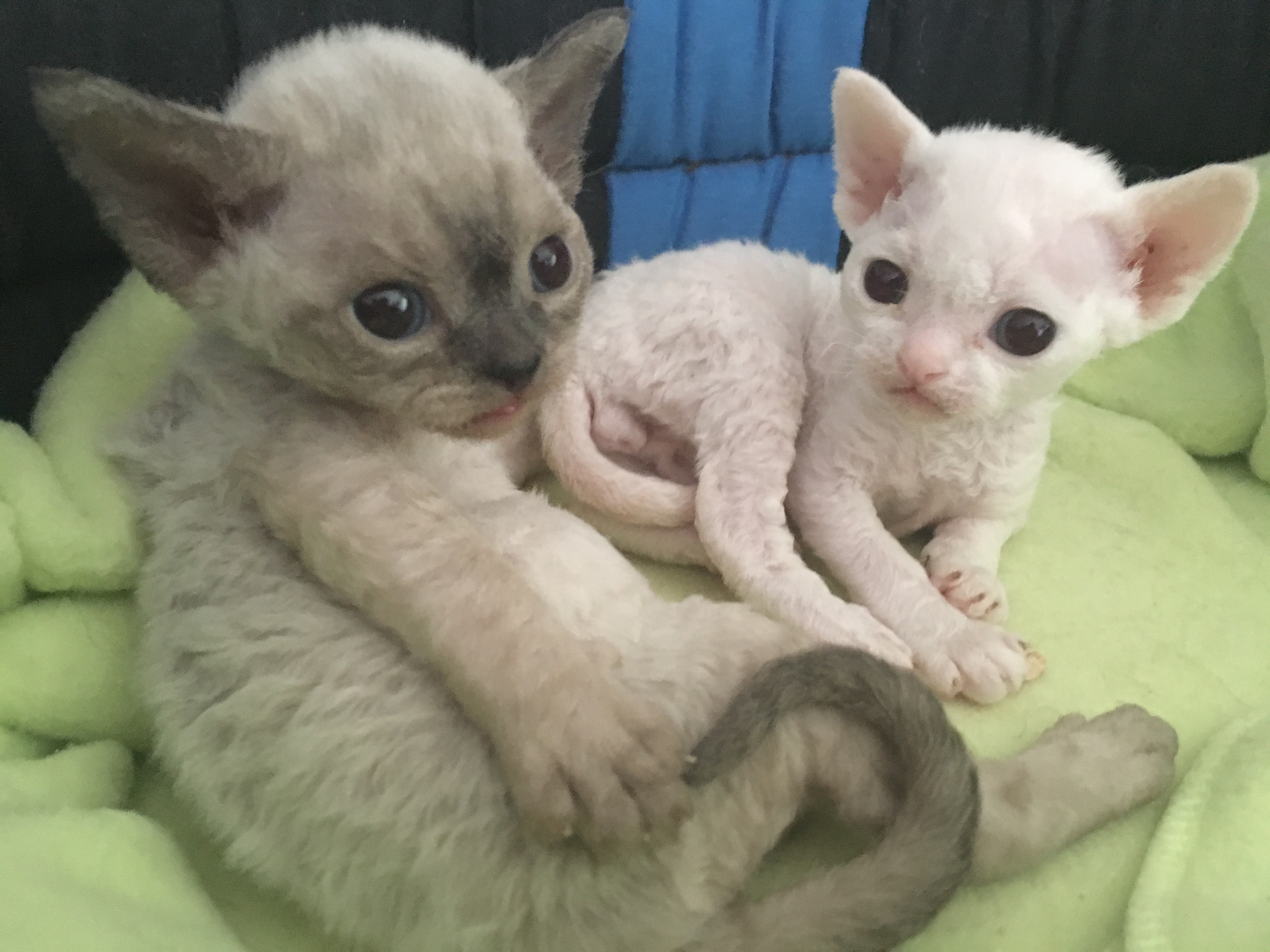 Devon Rex Devon Rex