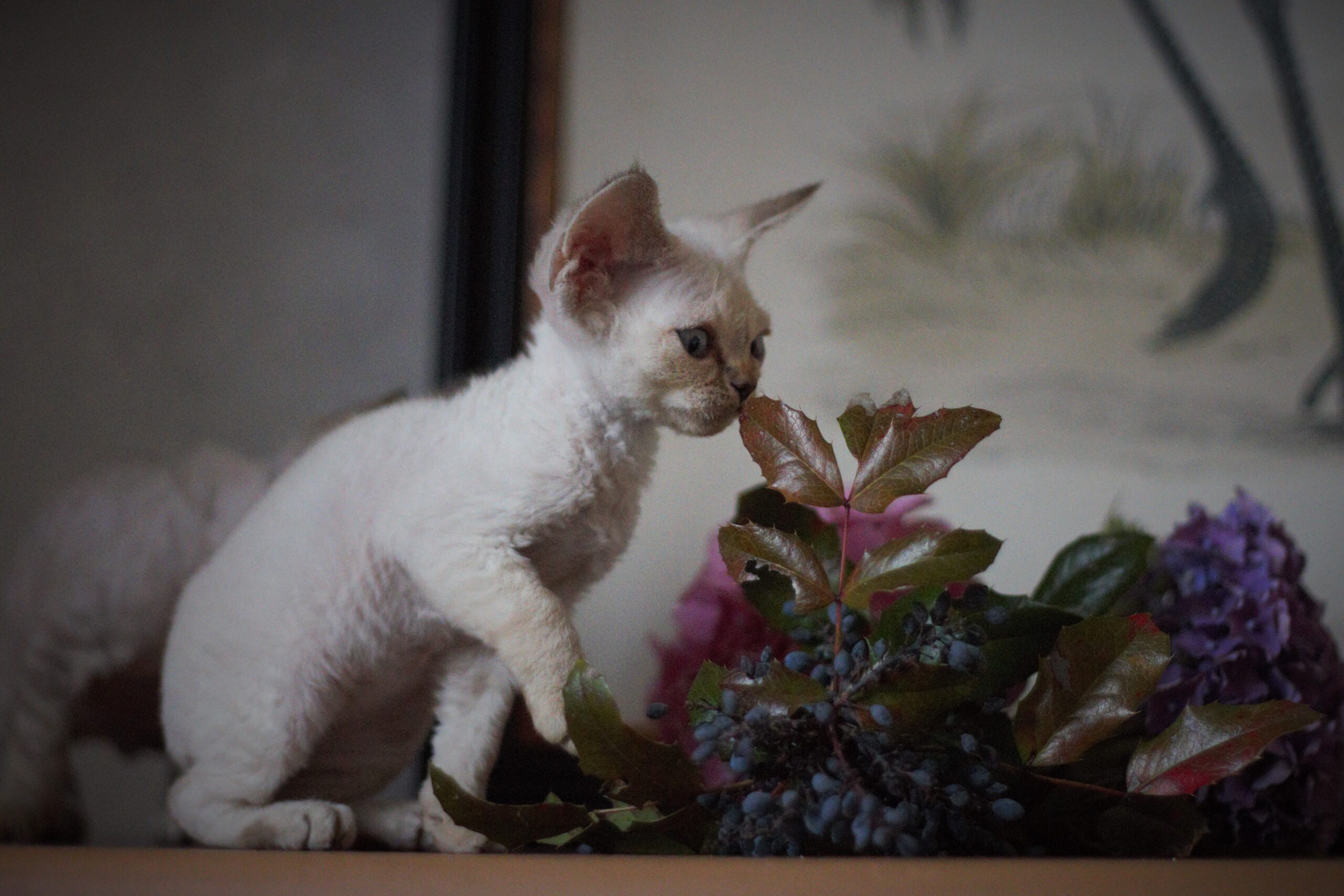 Devon Rex Kittens For Sale by Breeders | Planet Devon